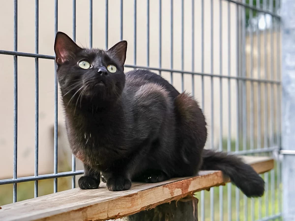 Luigi – Pflegestelle gesucht!,  Mixed Breed for adoption at Tierheim Halle, Halle