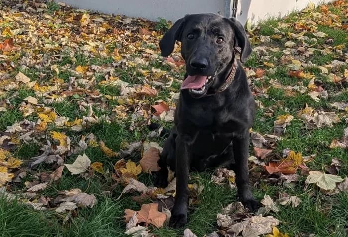 Luke, 4yo Labrador Retriever for adoption at Tierheim Paderborn, Paderborn