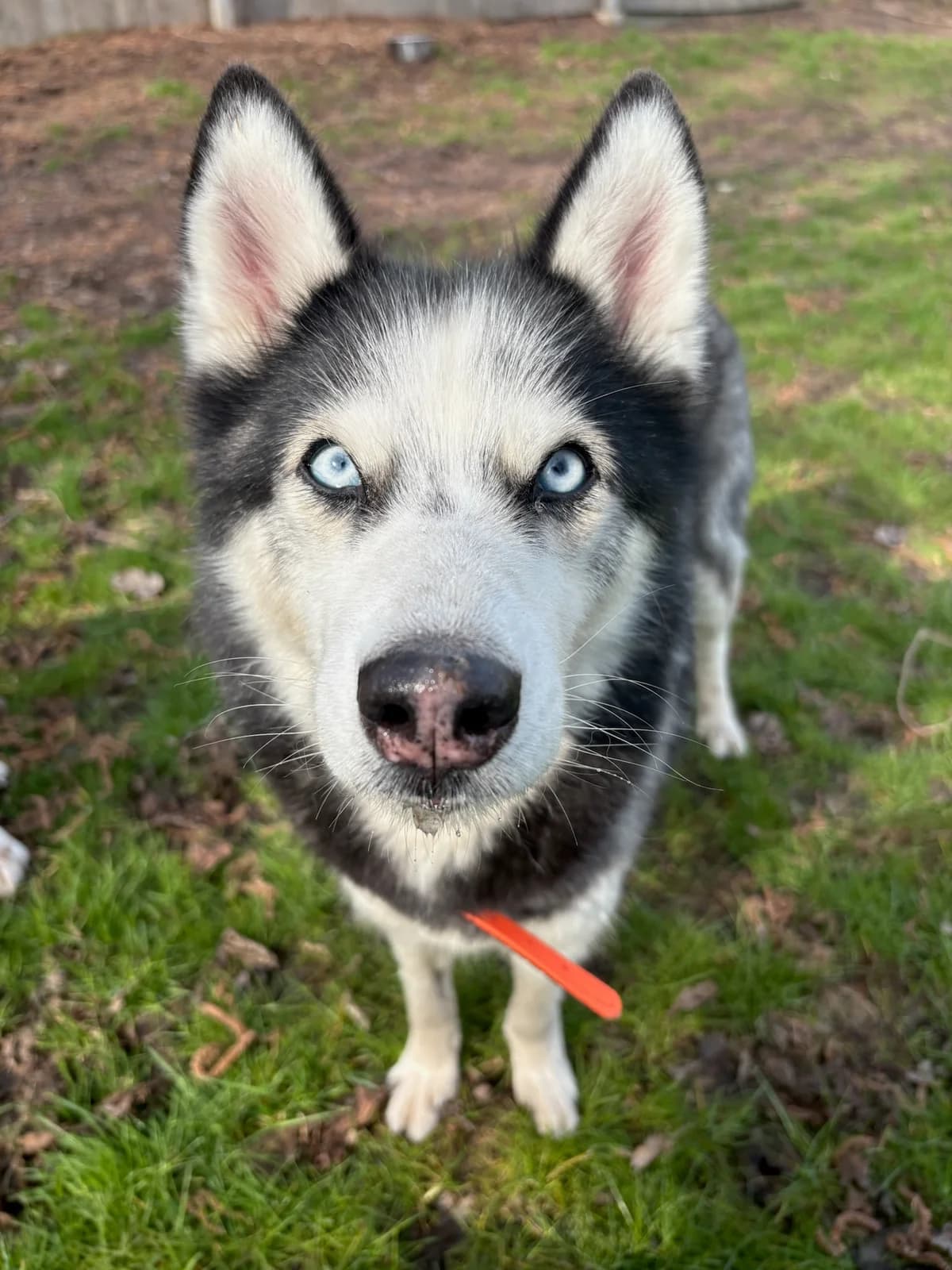 Lumi (hat Interessenten), female 7yo Mixed Breed for adoption at Tierheim Augsburg, Augsburg