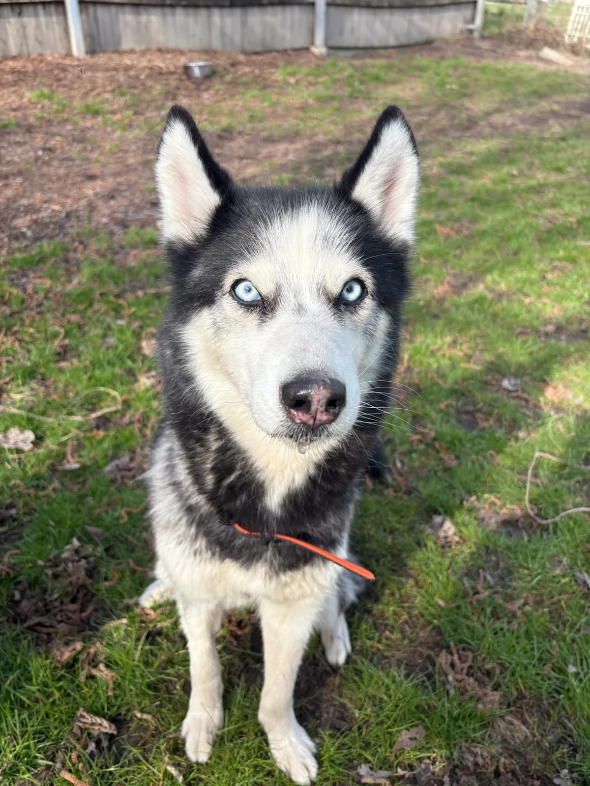 Lumi, black and white female Mixed Breed for adoption at Tierheim Augsburg, Augsburg — photo 2 of 3