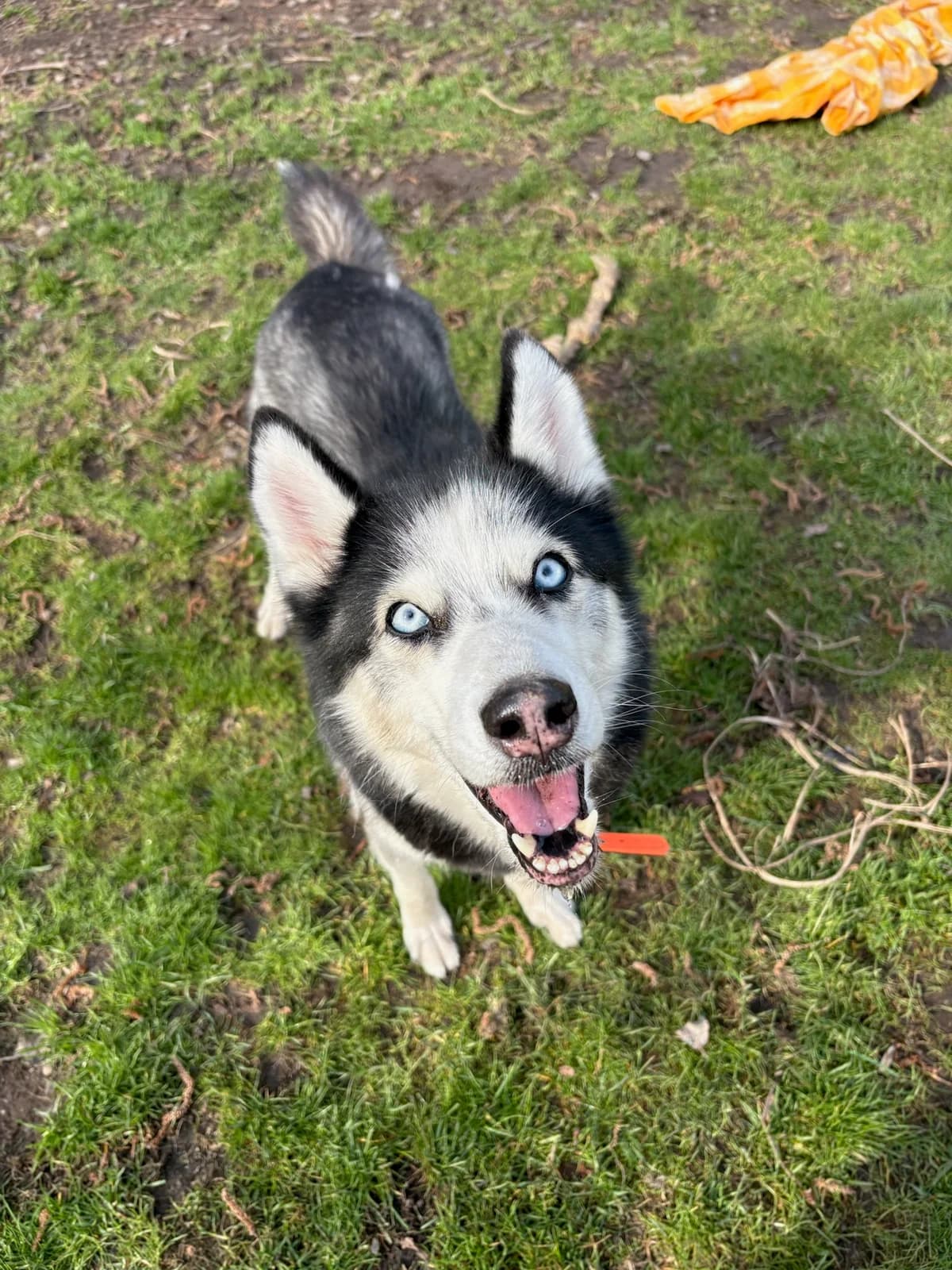 Lumi, black and white female Mixed Breed for adoption at Tierheim Augsburg, Augsburg — photo 3 of 3