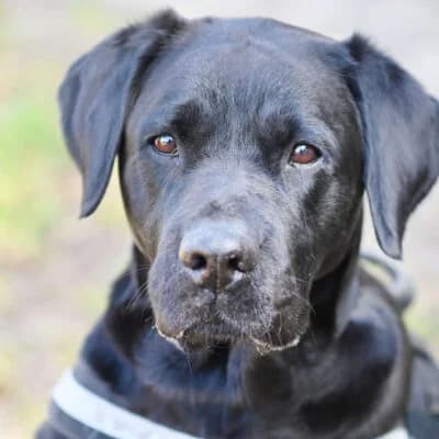 Luna, Labrador Retriever (Tierheim Berlin)