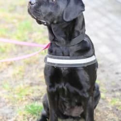 Luna, female 7yo Labrador Retriever for adoption at Tierheim Berlin, Berlin