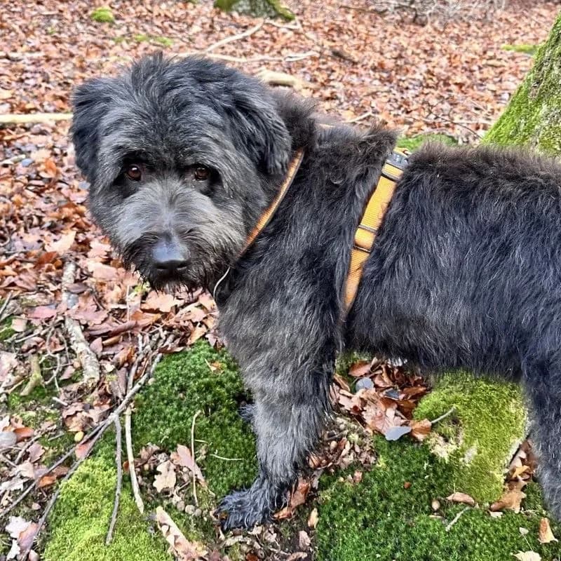 Luna (im bmt-Tierheim Eifelhof) photo 3