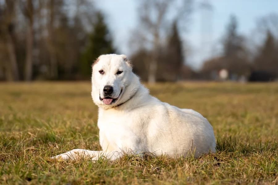 Mabel (HSH), female Mixed Breed for adoption at Tierheim Ludwigsburg, Ludwigsburg