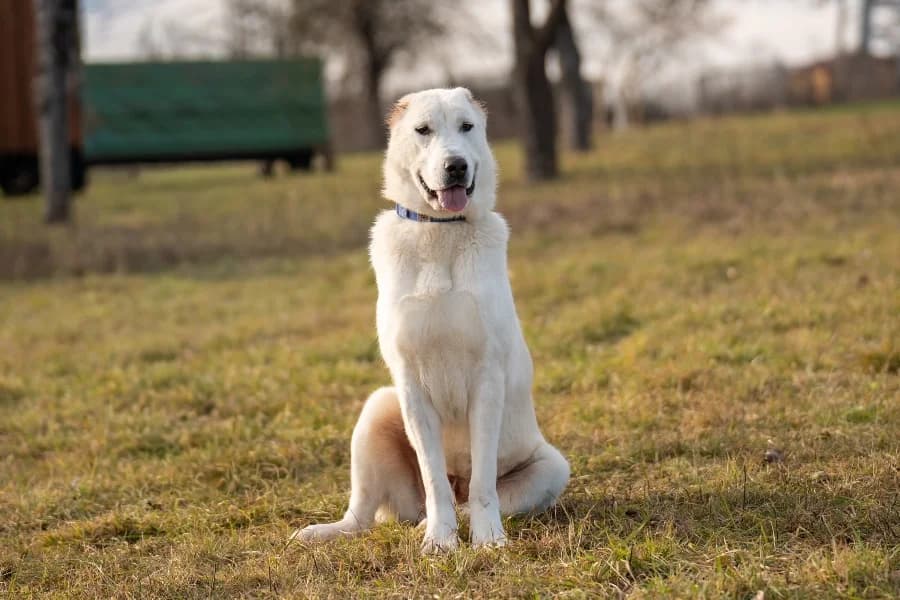 Mabel (HSH), cream female Mixed Breed for adoption at Tierheim Ludwigsburg, Ludwigsburg — photo 2 of 4