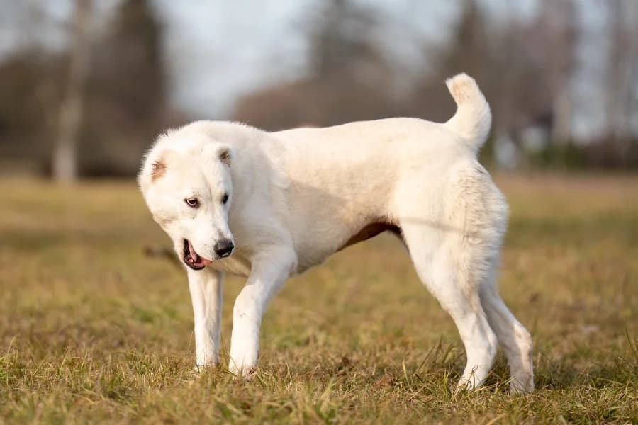 Mabel (HSH), cream female Mixed Breed for adoption at Tierheim Ludwigsburg, Ludwigsburg — photo 3 of 4