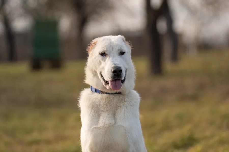 Mabel (HSH), cream female Mixed Breed for adoption at Tierheim Ludwigsburg, Ludwigsburg — photo 4 of 4