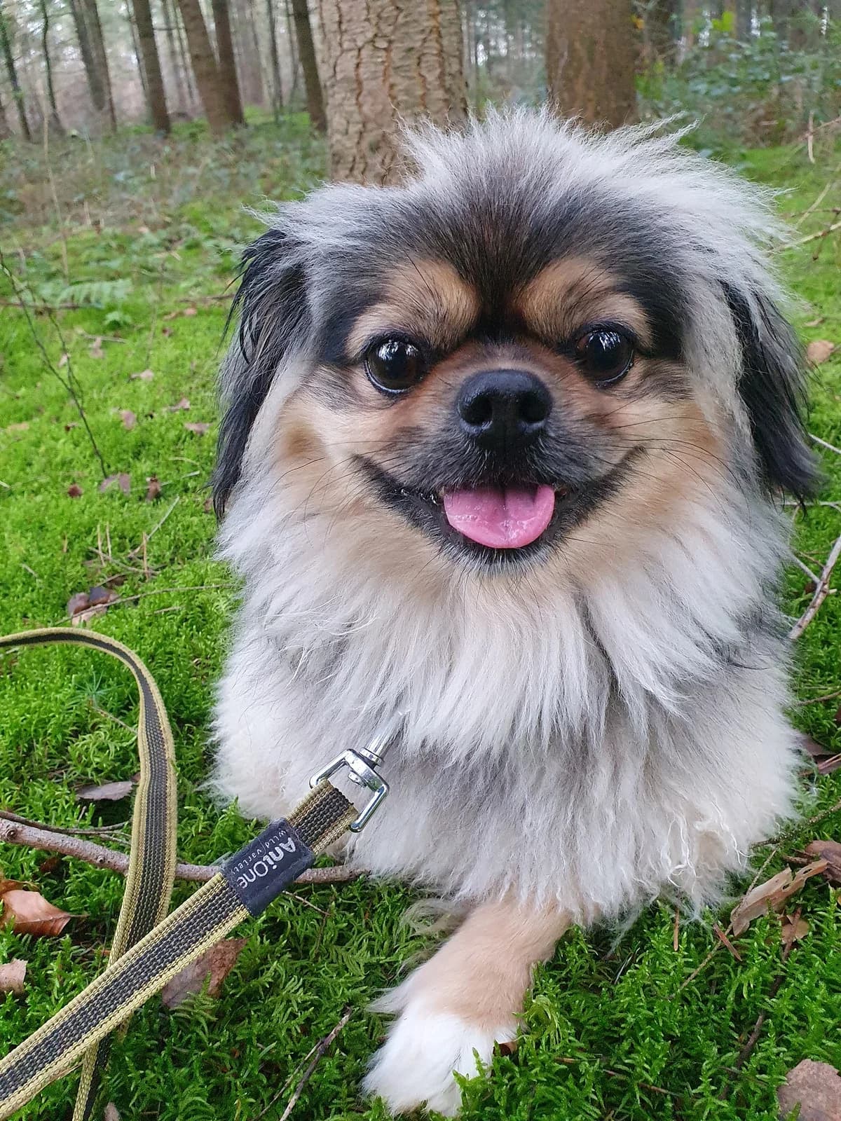 Maik,  4yo Mixed Breed for adoption at Tierheim Paderborn, Paderborn