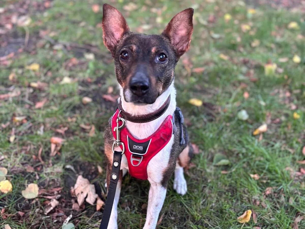 Maja,  Mixed Breed for adoption at Tierheim Halle, Halle