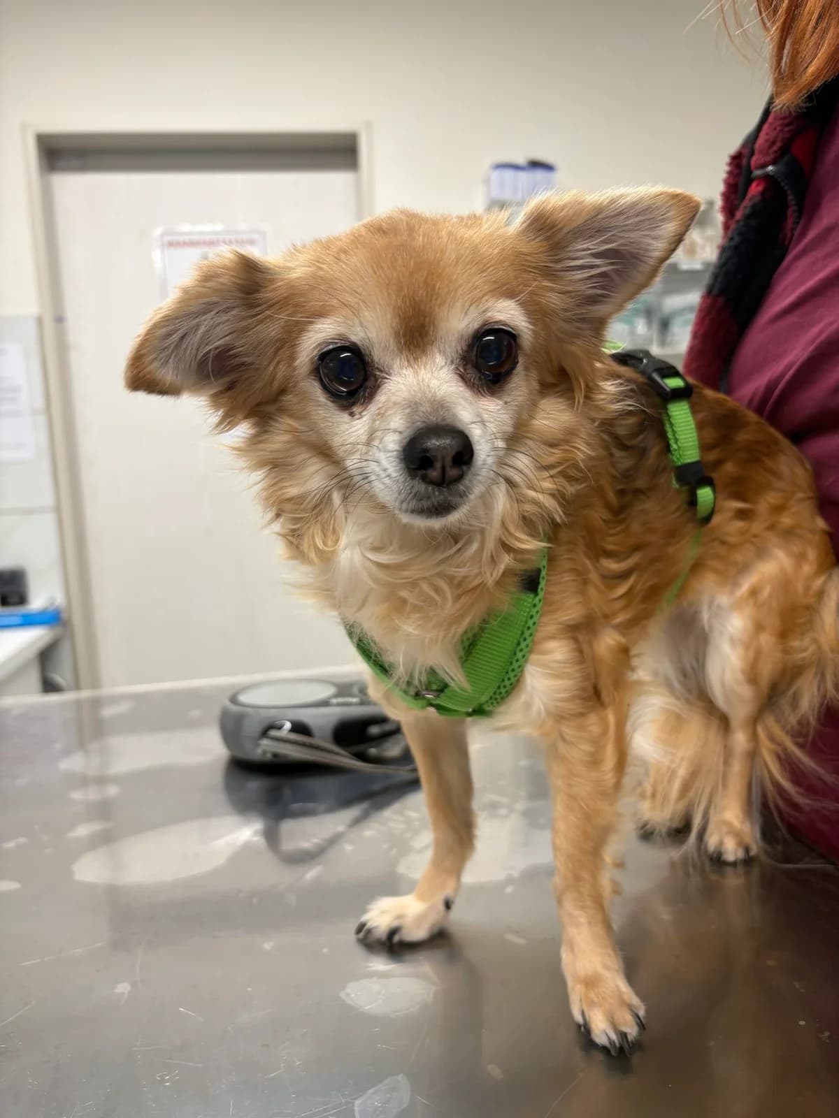 Maja, female Chihuahua for adoption at Tierheim Augsburg, Augsburg