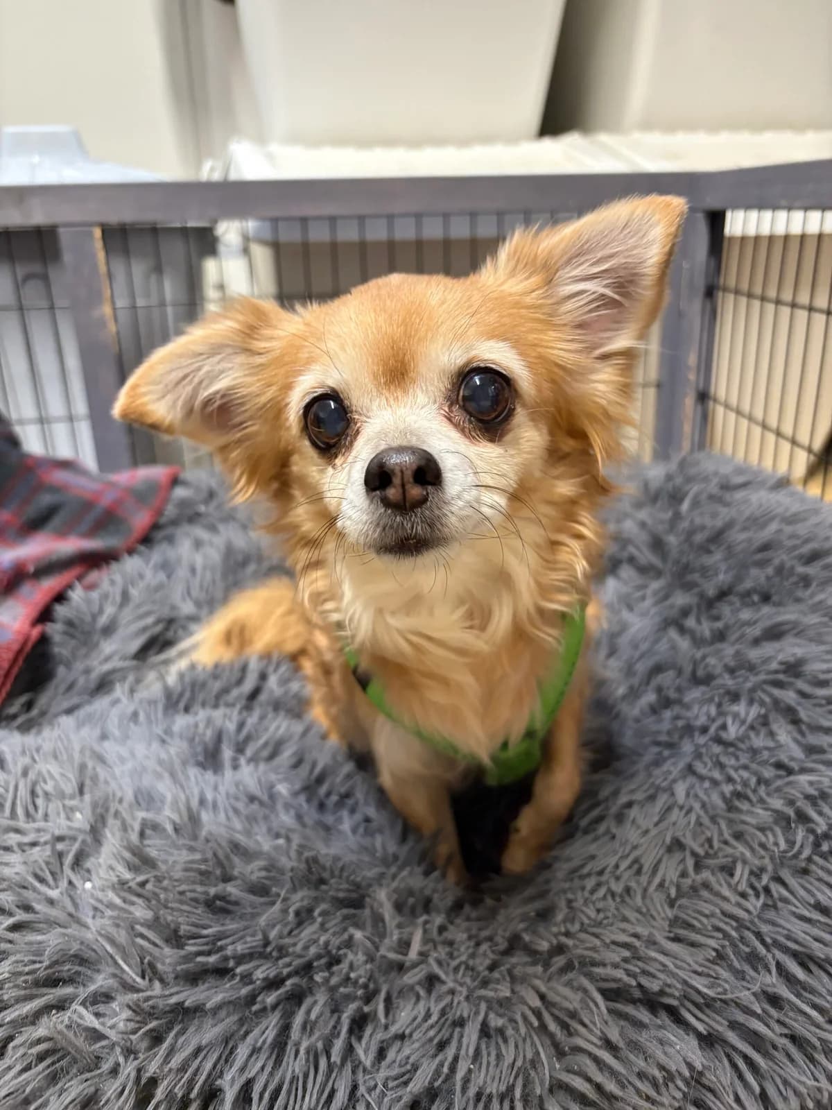Maja, tan female Chihuahua for adoption at Tierheim Augsburg, Augsburg — photo 2 of 2