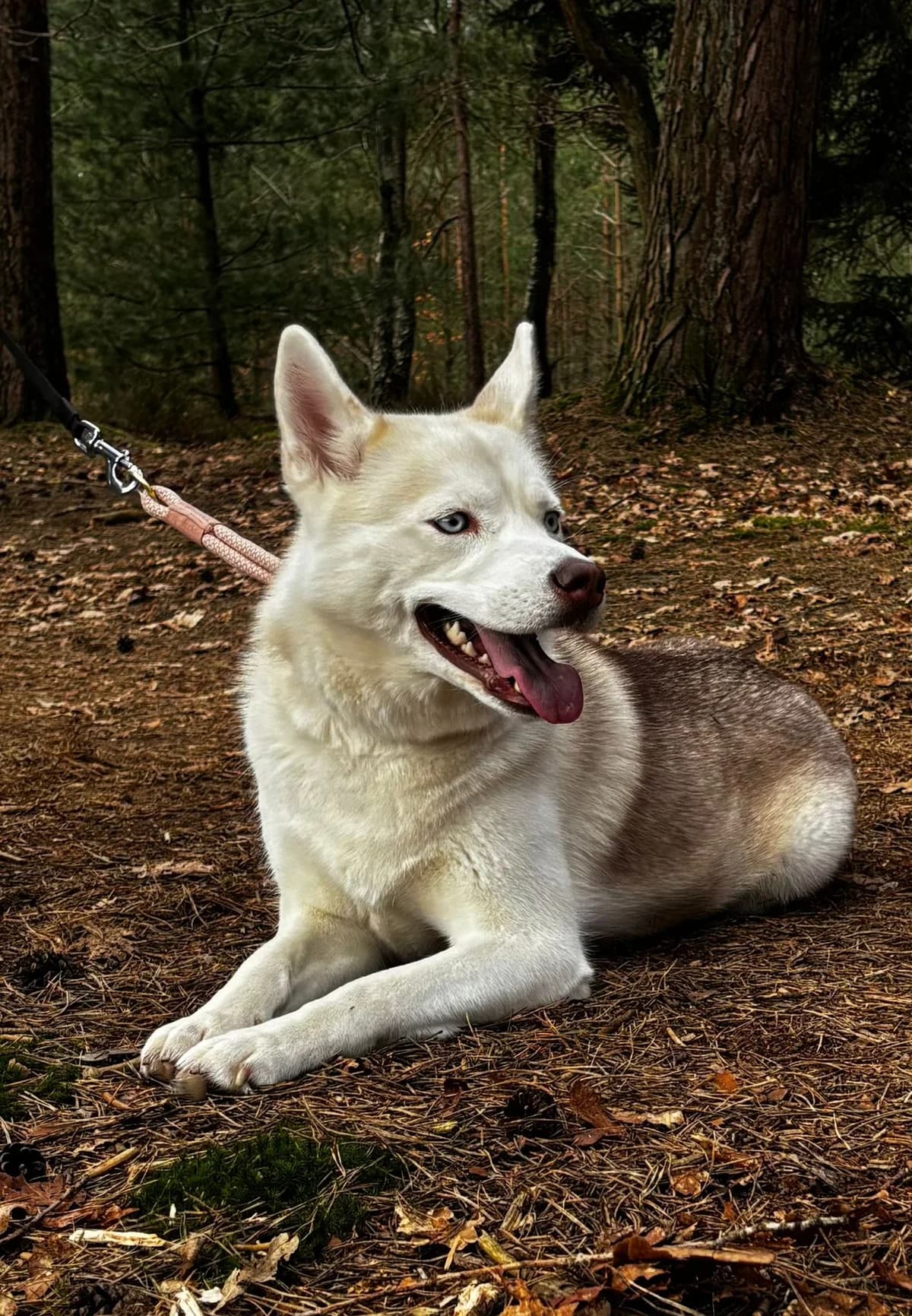 Malu, Mixed Breed (Tierheim Paderborn)