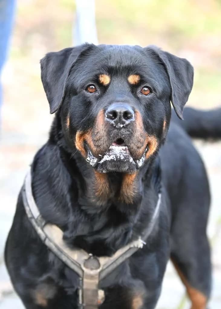 Mara, male senior Mixed Breed for adoption at Tierheim Siegen, Siegen
