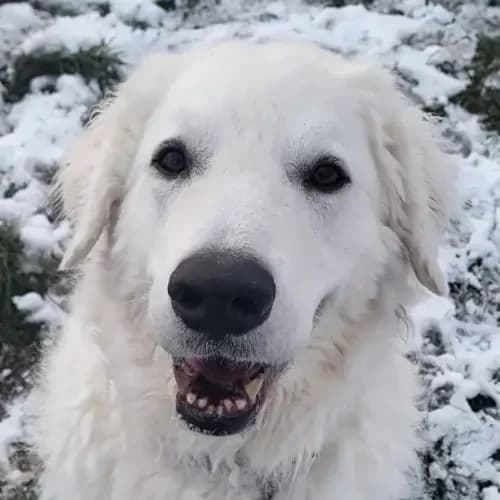 Marika, female 6yo mixed breed for adoption at Tierheim Köln, Cologne