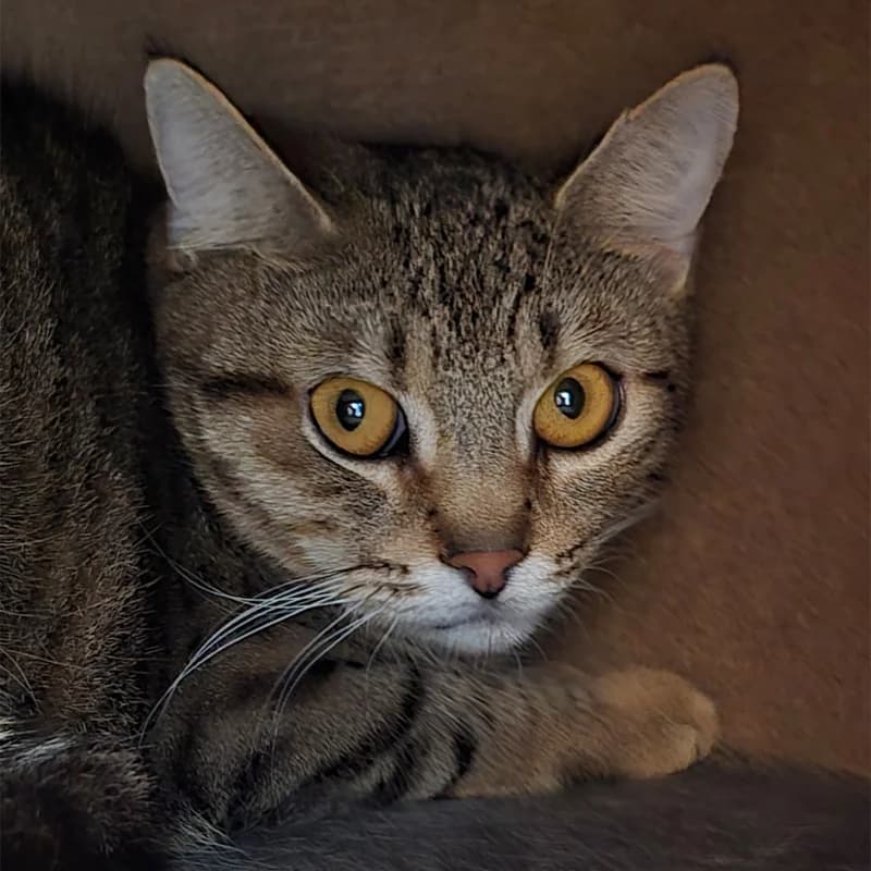 Marokko, female mixed breed for adoption at Tierheim Hannover, Hannover