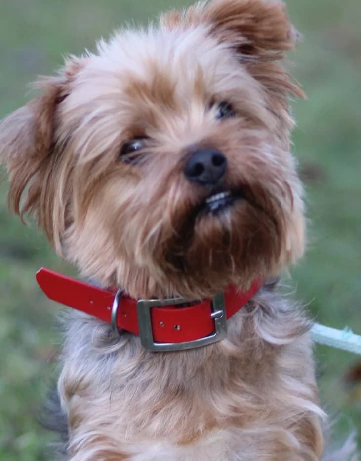 Max, male Doberman for adoption at Tierheim Würzburg, Würzburg