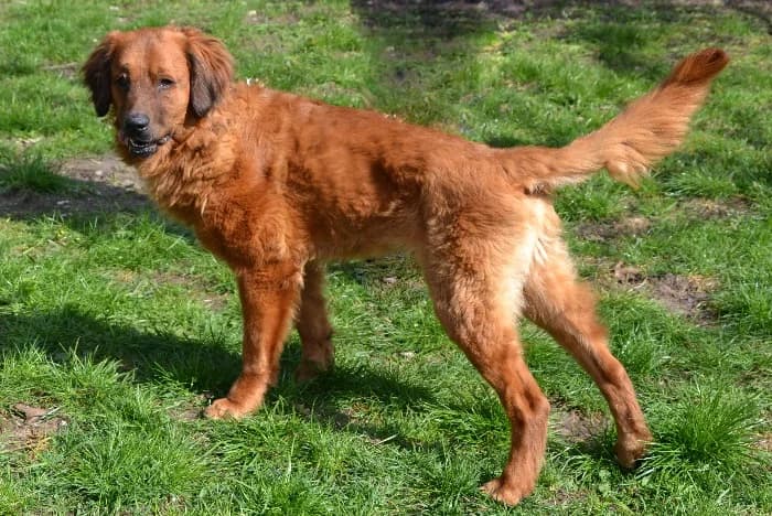Meiki,  5yo Mixed Breed for adoption at Tierheim Paderborn, Paderborn