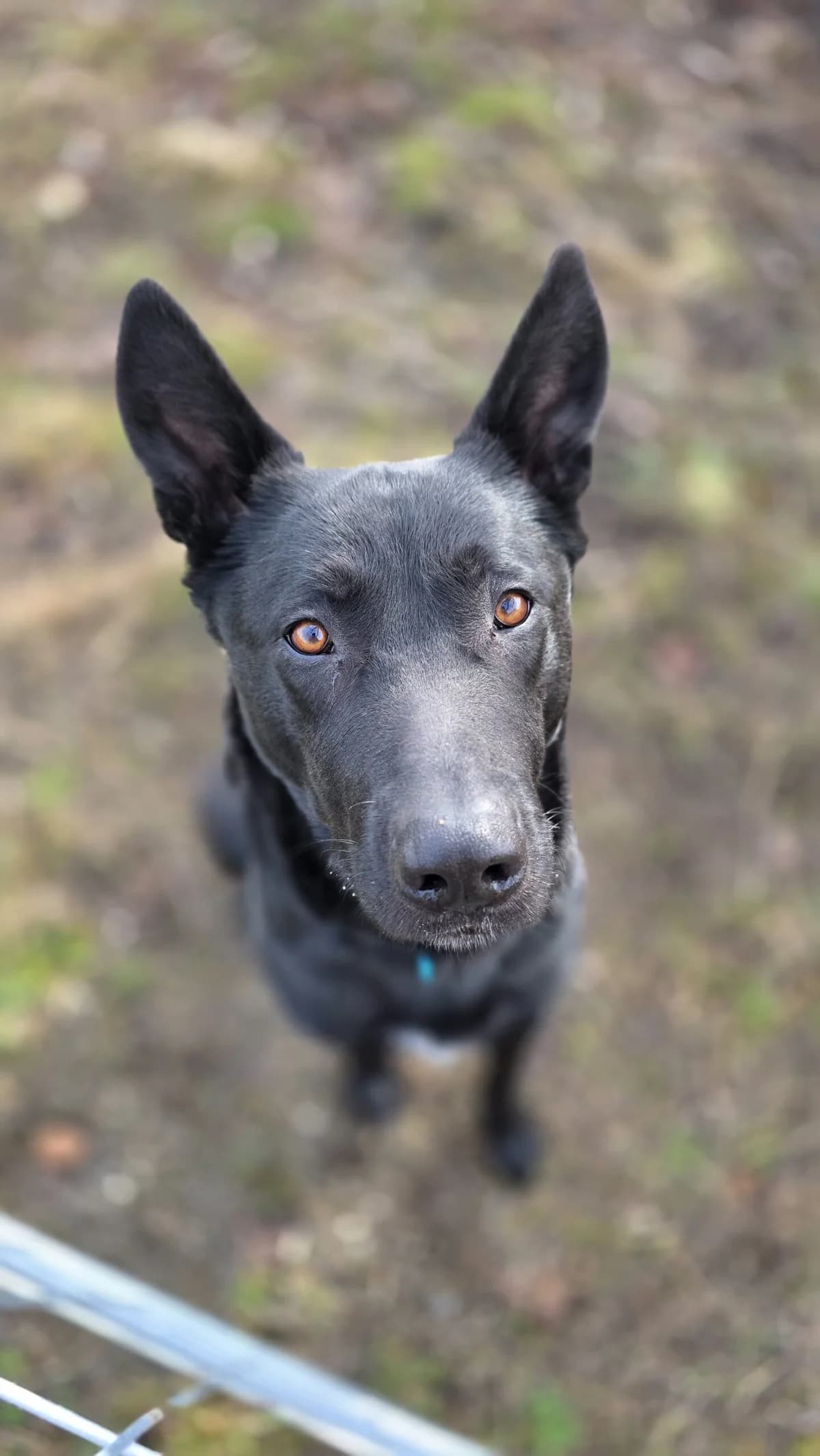 Mephisto, male 5yo Belgian Malinois for adoption at Tierheim Augsburg, Augsburg