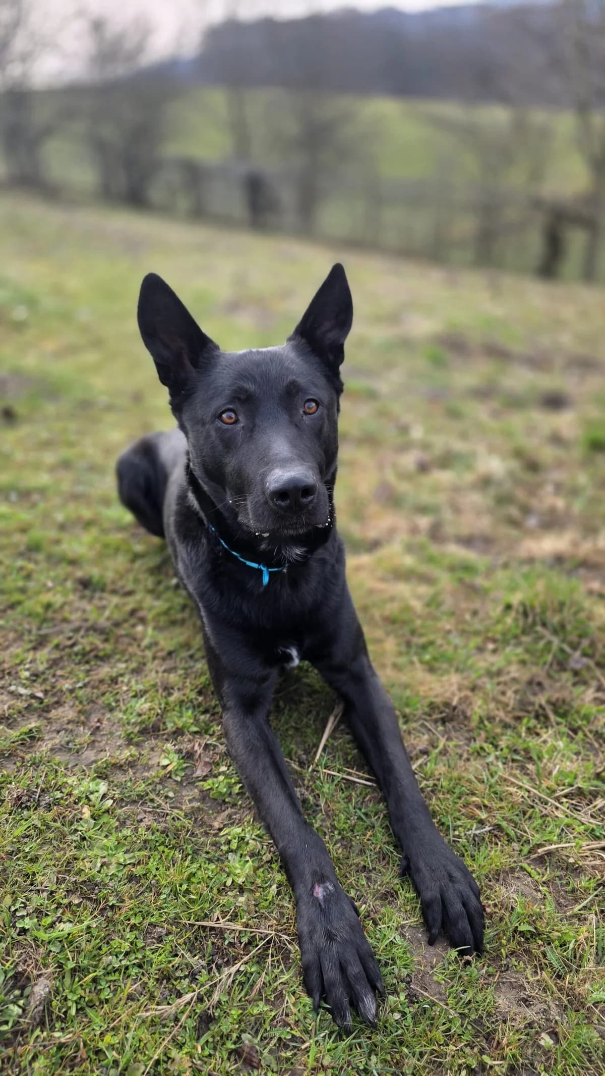 Mephisto, black male Belgian Malinois for adoption at Tierheim Augsburg, Augsburg — photo 2 of 5