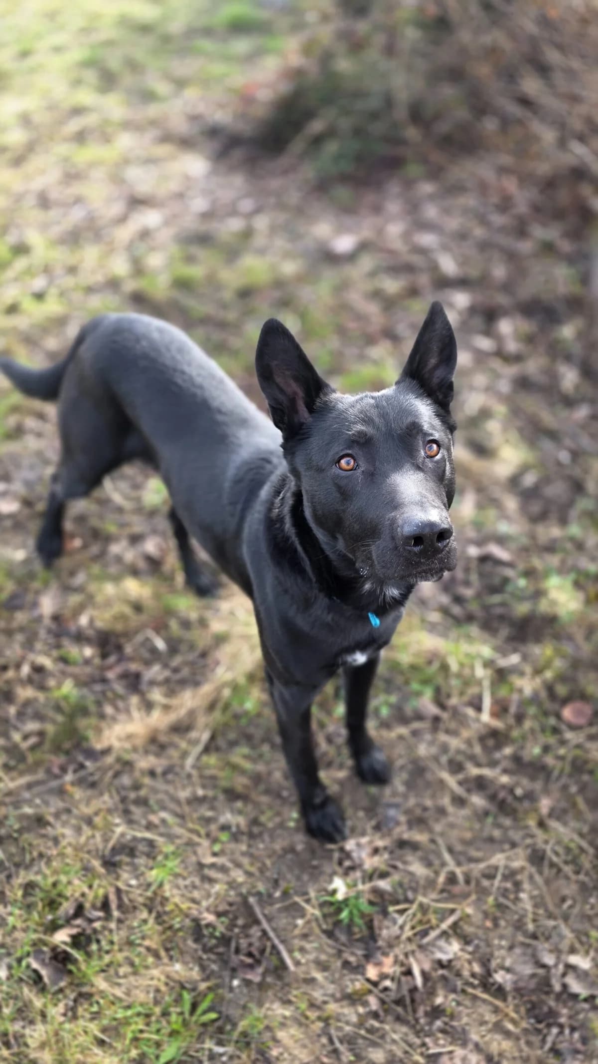 Mephisto, black male Belgian Malinois for adoption at Tierheim Augsburg, Augsburg — photo 3 of 5