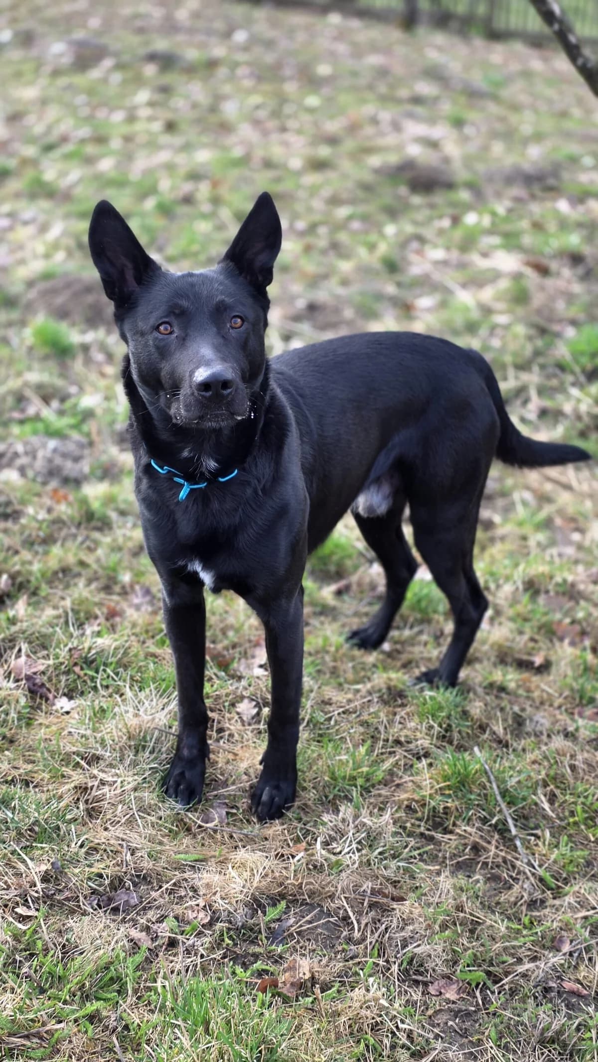 Mephisto, black male Belgian Malinois for adoption at Tierheim Augsburg, Augsburg — photo 4 of 5