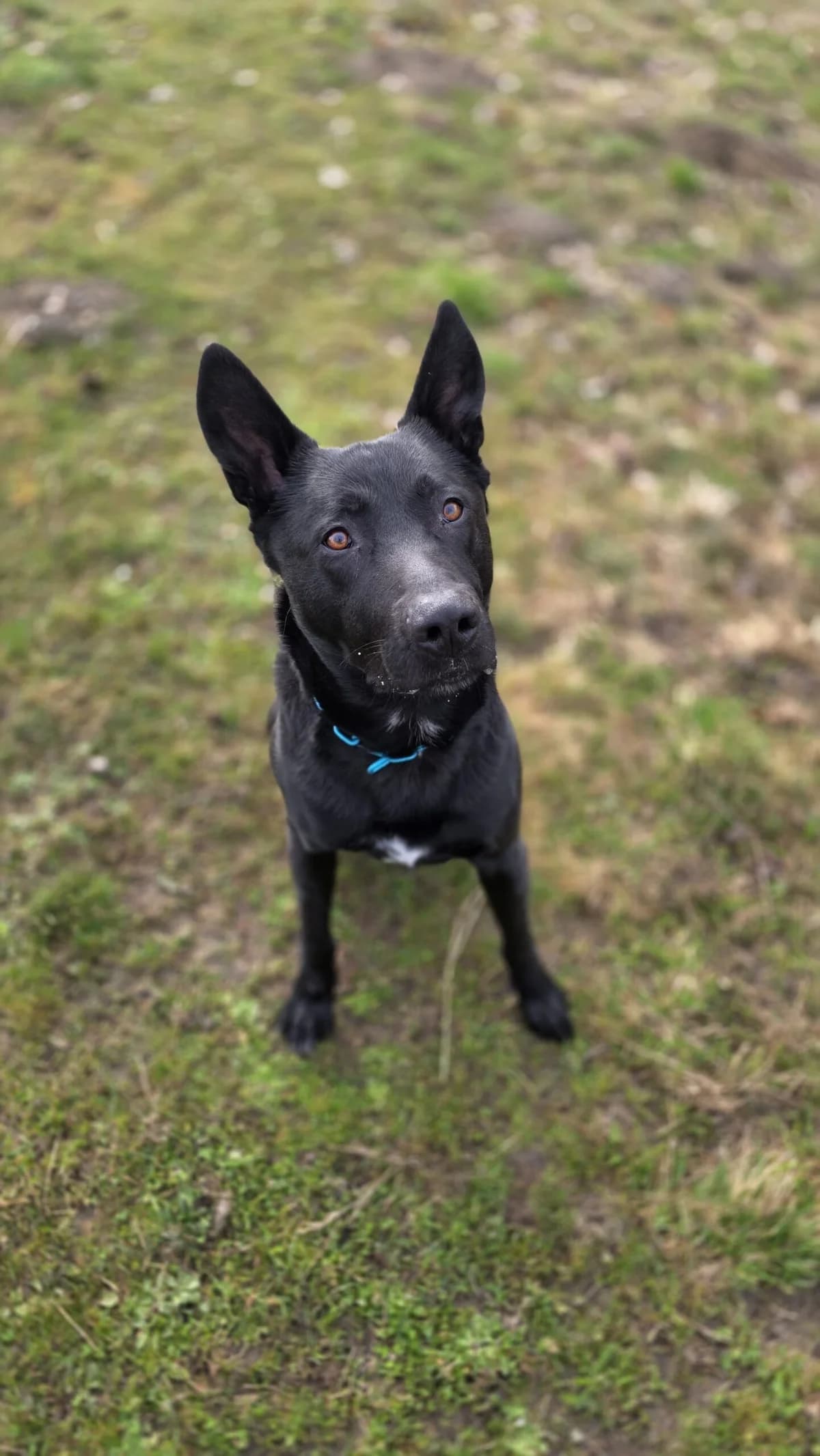 Mephisto, black male Belgian Malinois for adoption at Tierheim Augsburg, Augsburg — photo 5 of 5