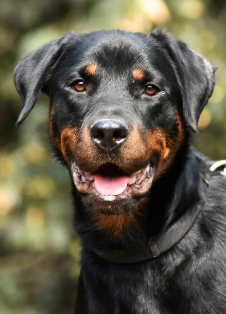 Mia, female mixed breed for adoption at Tierheim Ingolstadt, Ingolstadt