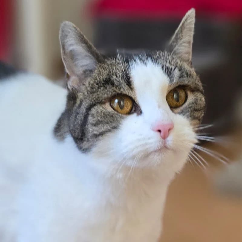 Milly, female mixed breed for adoption at Tierheim Hannover, Hannover