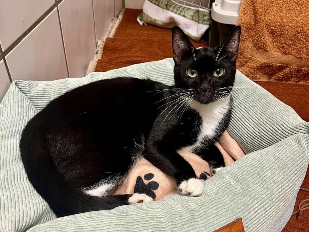 Minnie- Pflegestelle gesucht!,  Domestic Shorthair for adoption at Tierheim Halle, Halle