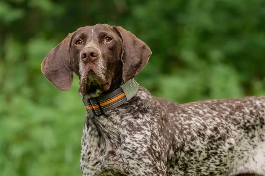 Mio, male German Shorthaired Pointer for adoption at Tierheim Ludwigsburg, Ludwigsburg