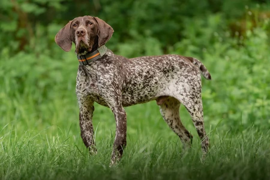 Mio, brown male German Shorthaired Pointer for adoption at Tierheim Ludwigsburg, Ludwigsburg — photo 2 of 4