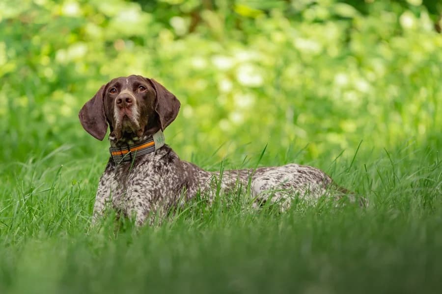 Mio, brown male German Shorthaired Pointer for adoption at Tierheim Ludwigsburg, Ludwigsburg — photo 3 of 4