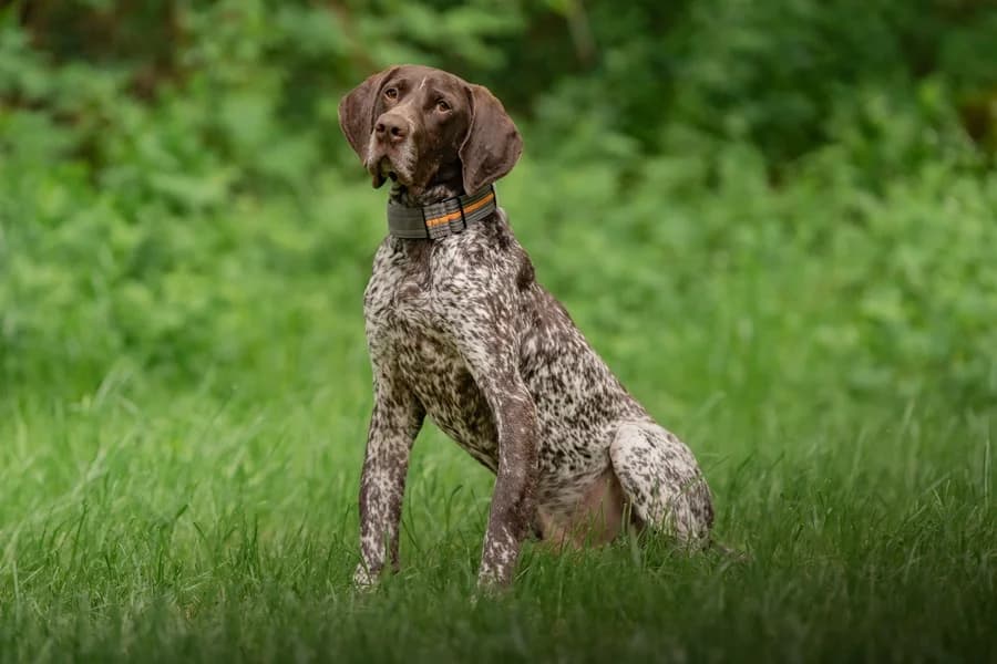 Mio, brown male German Shorthaired Pointer for adoption at Tierheim Ludwigsburg, Ludwigsburg — photo 4 of 4