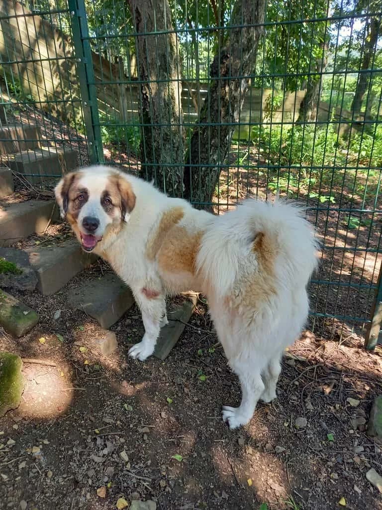Mira:, male 6yo Mixed Breed for adoption at Tierheim Siegen, Siegen