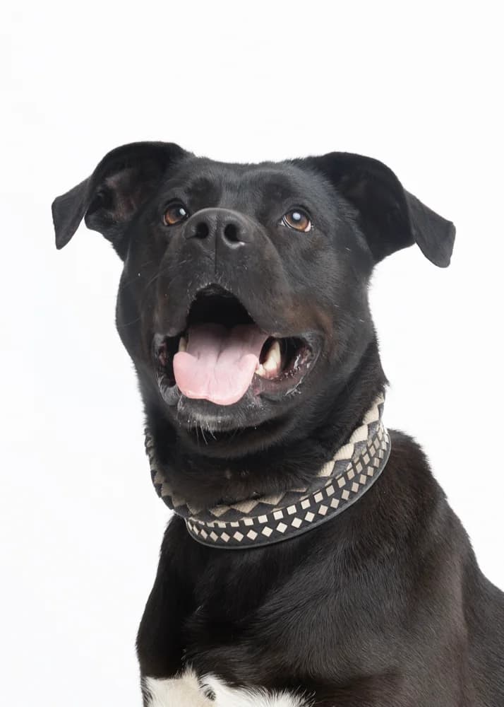 Molly, female Scottish Fold for adoption at Tierheim Ingolstadt, Ingolstadt