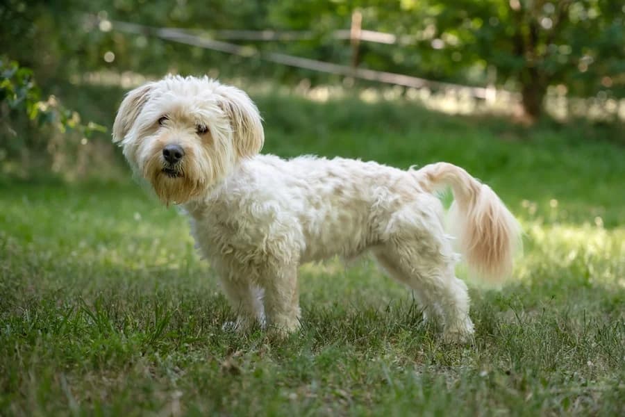 Moppel, male Mixed Breed for adoption at Tierheim Ludwigsburg, Ludwigsburg