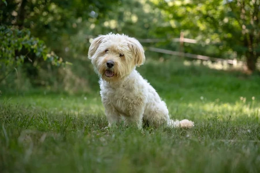 Moppel, cream male Mixed Breed for adoption at Tierheim Ludwigsburg, Ludwigsburg — photo 2 of 3