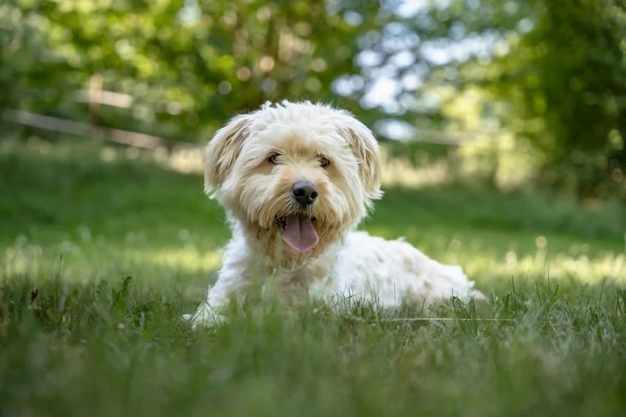 Moppel, cream male Mixed Breed for adoption at Tierheim Ludwigsburg, Ludwigsburg — photo 3 of 3