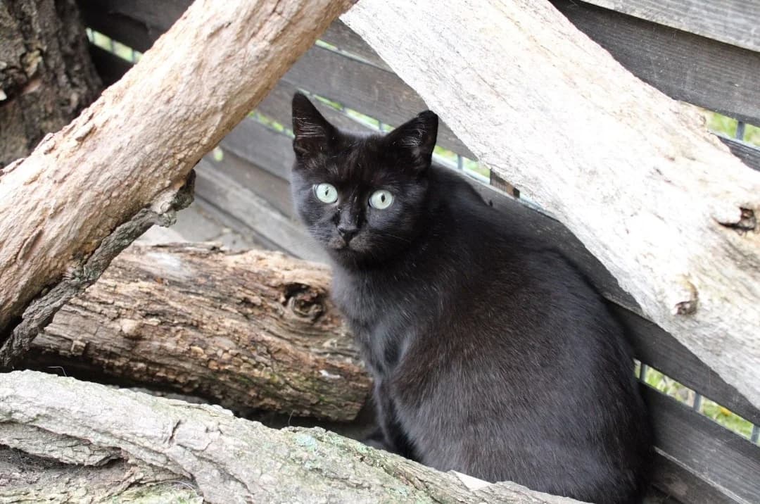 Luigi – Pflegestelle gesucht!, Domestic Shorthair (Tierheim Halle)