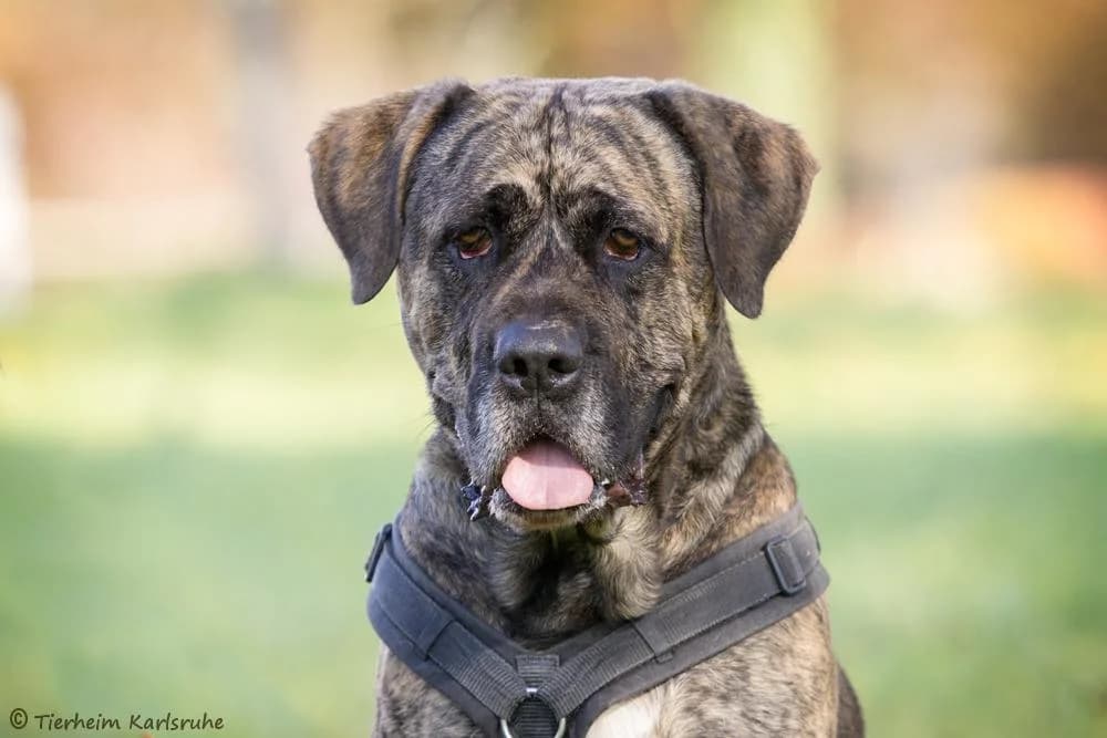 Mütze, male 5yo Mixed Breed for adoption at Tierheim Karlsruhe, Karlsruhe
