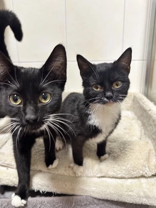 Nala & Flöckchen, schwarz  puppy Mixed Breed Cat for adoption at Tierheim Paderborn, Paderborn