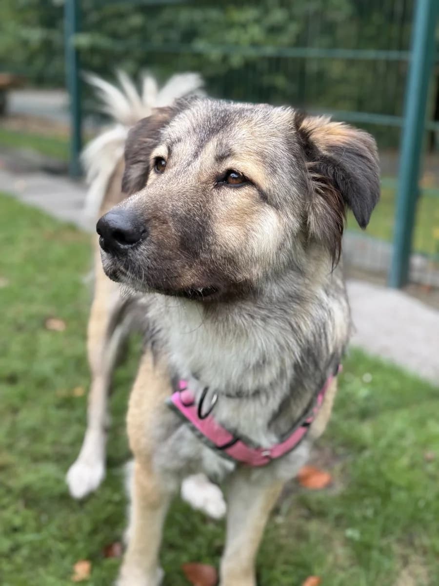 Nali - Herdenschützerin sucht Aufgabe, female young mixed breed for adoption at Tierheim Oldenburg, Oldenburg