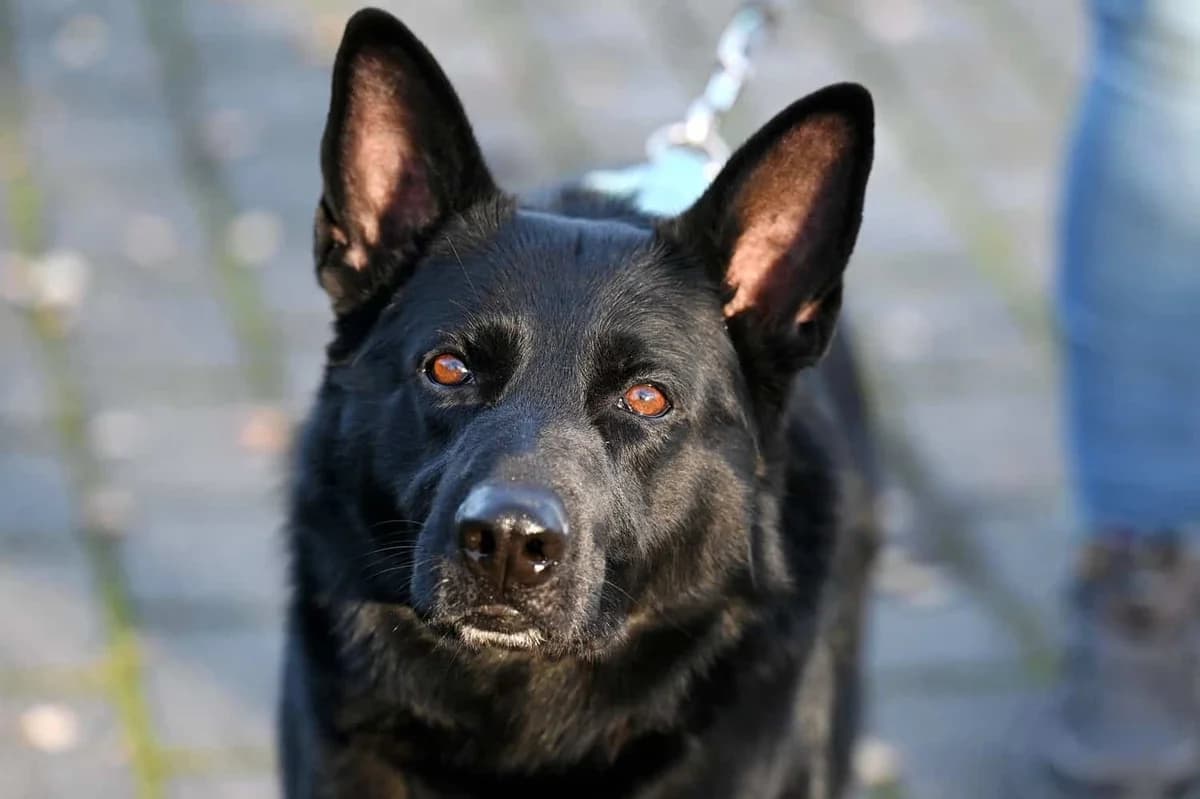 Negos, male 6yo Mixed Breed for adoption at Tierheim Siegen, Siegen