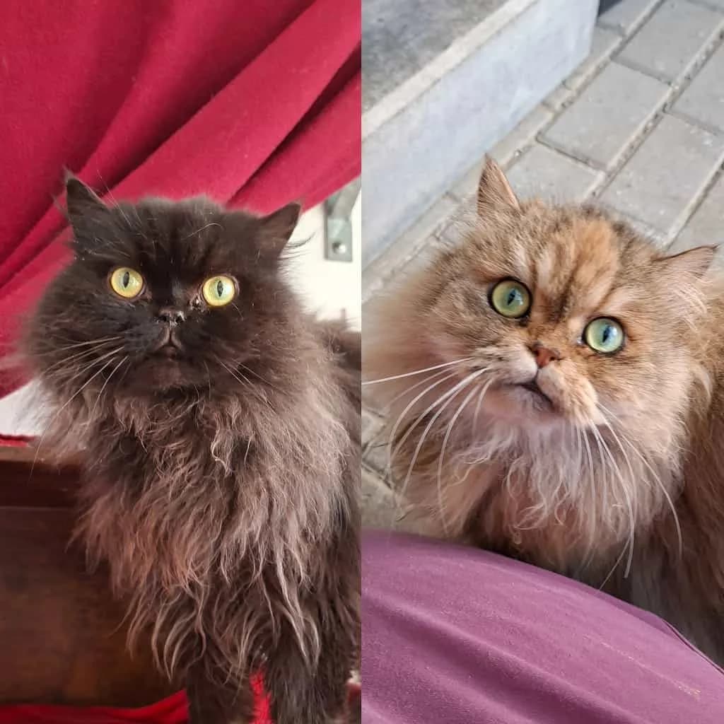 Neko und Happy, female Mixed Breed Cat for adoption at Tierheim Siegen, Siegen