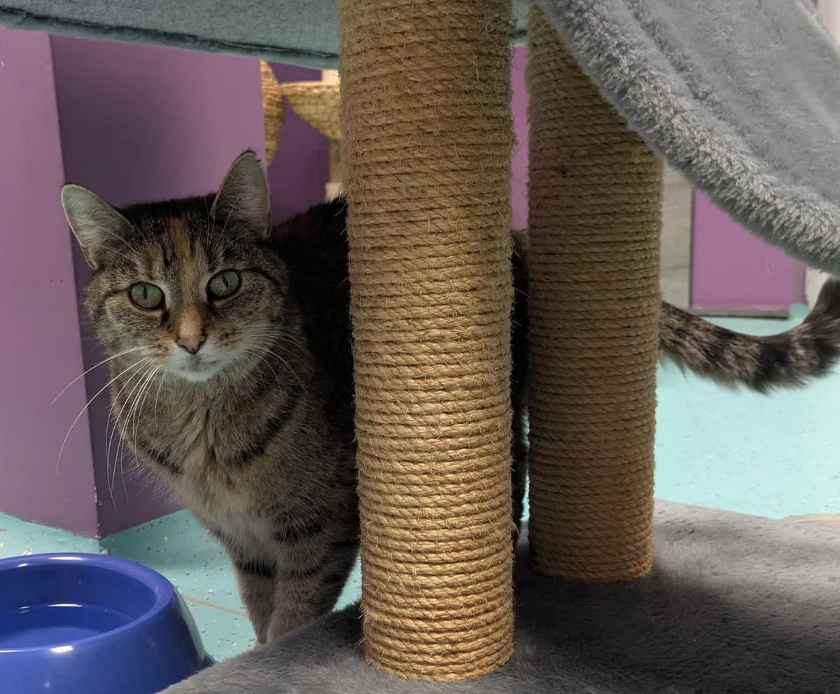 NELOA-unser, female senior European Shorthair for adoption at Tierheim Ulm, Ulm