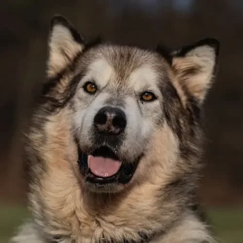 Nemo, male senior Alaskan Malamute for adoption at Tierheim Köln, Cologne