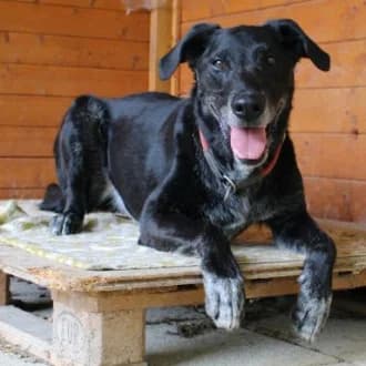 Neo, male senior Labrador Retriever for adoption at Tierheim Würzburg, Würzburg