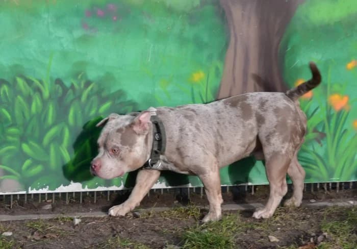 Neo, male 5yo mixed breed for adoption at Tierheim Paderborn, Paderborn