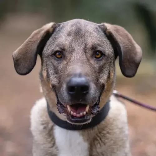 Nero, male senior Mixed Breed for adoption at Tierheim Köln, Cologne